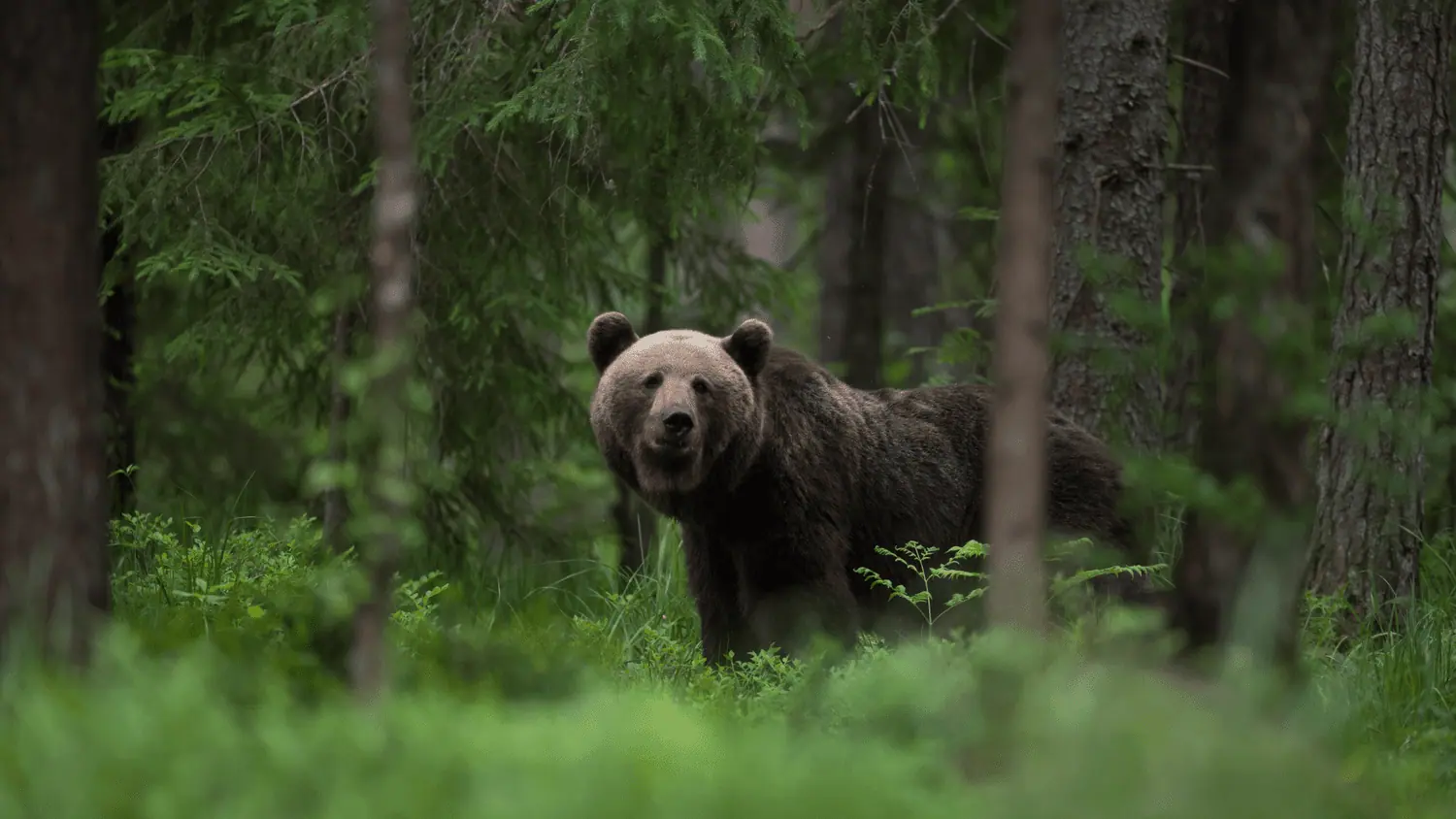 Considerations on the relationship with "dangerous" animals